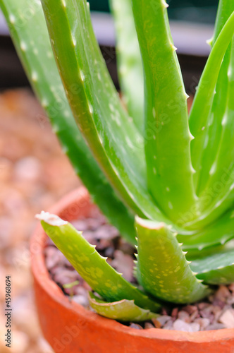 Photo: Aloe Vera potted plant Aloe Vera potted plant