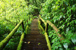 Forest Trail at Beautiful Rain Forest - Doi intanon, Thailand