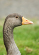 Portrait Of A Greylag Goose