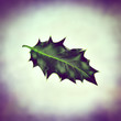 seasonal holly