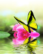 Butterfly 7
