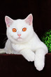 Weisse Britisch Kurzhaar Katze liegend über Kante