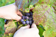 Weinlese