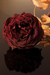 Dried red rose over black with reflection.