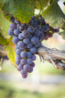 Photo: Lush, Ripe Wine Grapes on the Vine Lush, Ripe Wine Grapes on the Vine