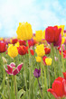 Foto: Field of Tulip Flowers Against Blue Sky Field of Tulip Flowers Against Blue Sky