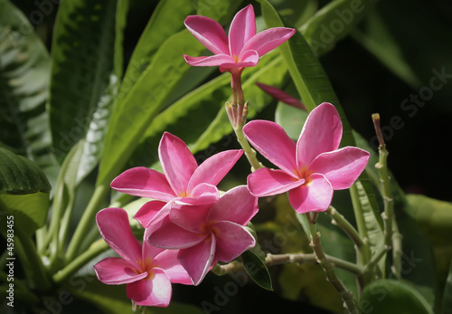 Photo: Pink Plumeria Flowers Pink Plumeria Flowers