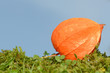 Physalis auf Wiese