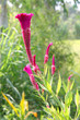 Cockscomb flowers (Celosia flowers)