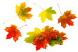 bunte Herbstblätter