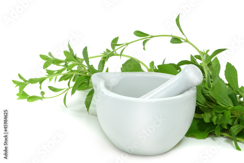 Photo: Stevia 4 Stevia 4