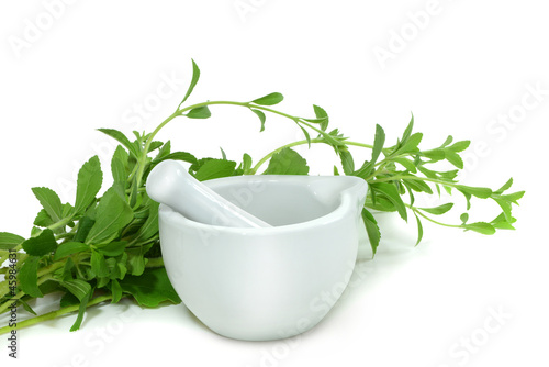 Photo: Stevia 5 Stevia 5