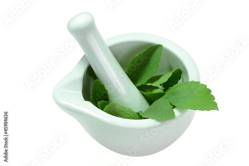 Photo: Stevia 6 Stevia 6