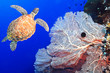 Photo: Turtle and coral Turtle and coral