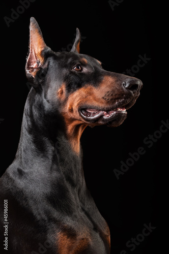 Photo: Doberman Pinscher on black Doberman Pinscher on black