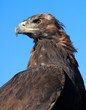 Golden Eagle