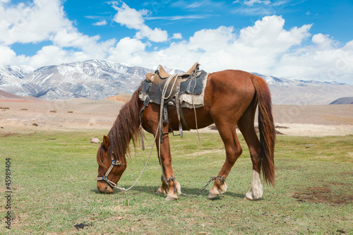 Photo: Stallion under saddle Stallion under saddle