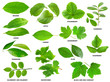 Leaves of fruit and berry shrubs and trees isolated on white