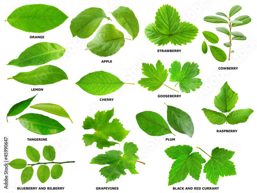 Photo: Leaves of fruit and berry shrubs and trees isolated on white Leaves of fruit and berry shrubs and trees isolated on white