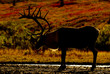 Caribou - Denali National Park
