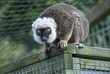 White Fronted Brown Lemur