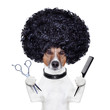 hairdresser  scissors comb dog
