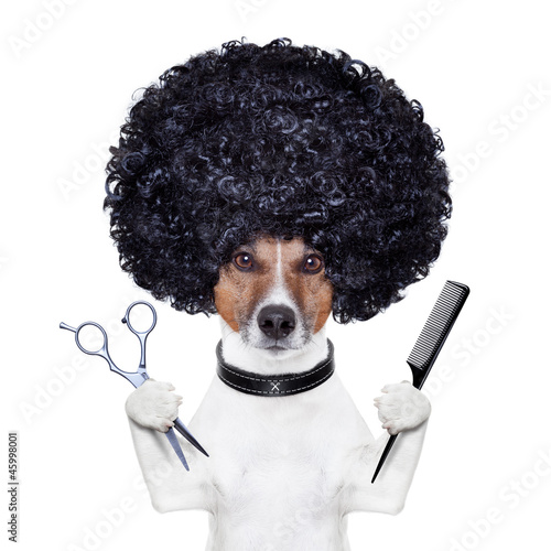 Photo: hairdresser scissors comb dog hairdresser scissors comb dog