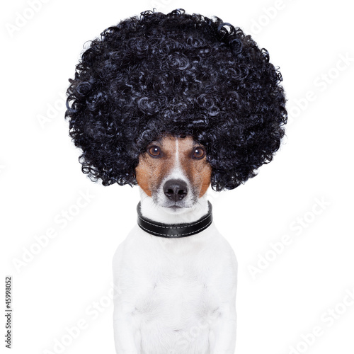 Photo: afro look hair dog funny afro look hair dog funny