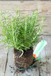 Photo: Fresh rosemary Fresh rosemary