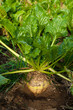 Zuckerrübe - Bio Zucker - Bioethanol