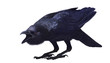 Jungle crow, Corvus macrorhynchos, side view