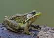 Green Frog, Lithobates clamitans, on log in an Adirondack pond