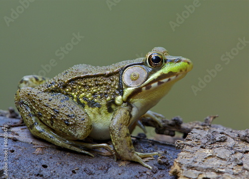 Photo: Green Frog, Lithobates clamitans, on log in an Adirondack pond Green Frog, Lithobates clamitans, on log in an Adirondack pond