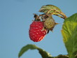 Red raspberry in the garden macro photograph