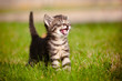 tabby kitten meowing portrait