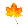 Verfärbtes Herbstblatt