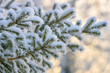Snow-covered tree branch at sunset