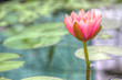 Fleur de nénuphar fraîchement éclose après la pluie