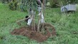man planting a peach tree in the garden