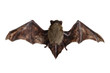 Fledermaus beim Fliegen