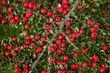 Brilliant Red Berries