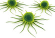 cancer cell