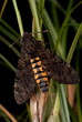 Death's Head Hawk Moth, unsharpened file