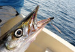 Photo: barracuda barracuda