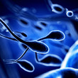 sperm going for the egg