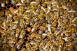 Macro shot of bees