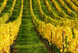 Weinberg im Herbst