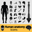 Human anatomy icons