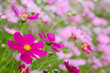 薄いピンクをバックに濃いピンクのコスモスの花