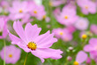 薄いピンクのコスモスの花